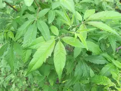 放课后の鬼ごこ安卓版