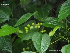 放课后の鬼ごこ安卓版